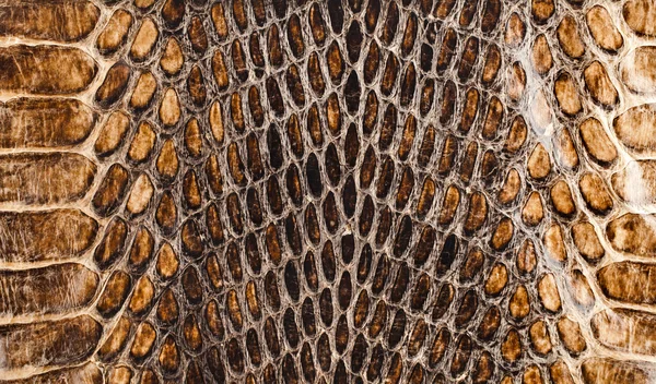 Snake skin texture closeup