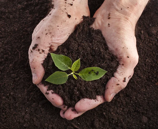 Hands holding sapling in soil surface