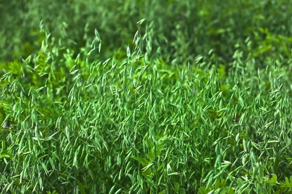 Green oat field on summer day