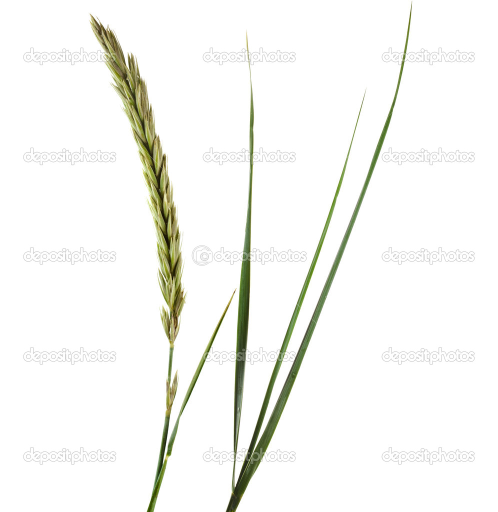 depositphotos_50792441-ELYMUS-LEYMUS-ARENARIUS.jpg