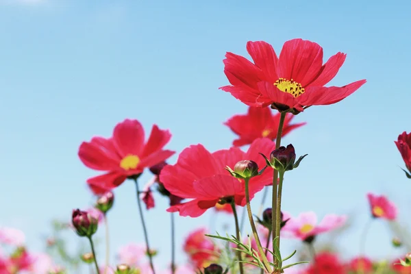 Red cosmos flower in the garden