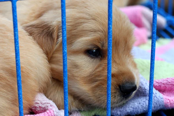 Golden puppies in a cage.