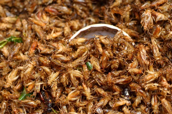 Close up of fried insect