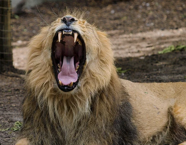 Lion yawing in the zoo with big teeth