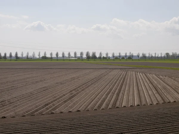 Potato field at an early stage