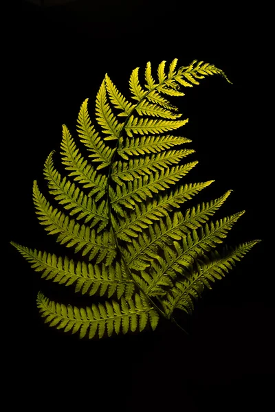 Fern\'s leave isolated