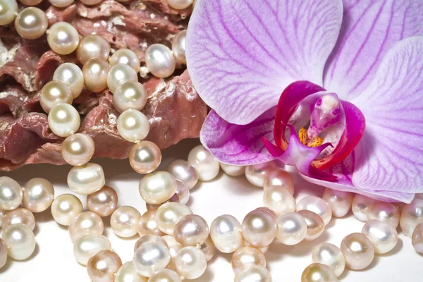 Oysters pearls necklace and orchid flower