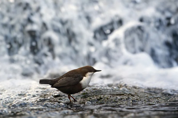 White-throated dipper, river bird in front of waterfall