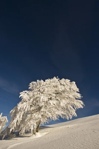 Beech tree under snow in mountain summit