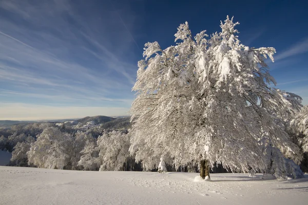 Large beech tree under snow in mountain summit — Stock Photo #21628861