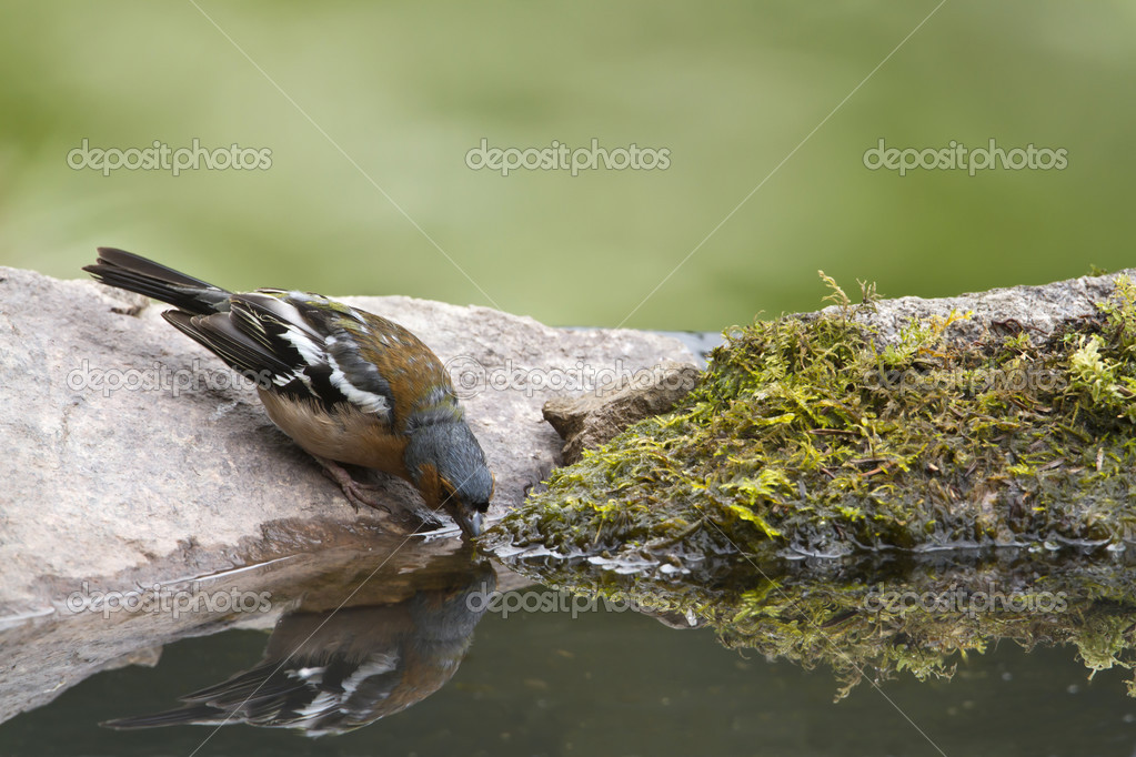 European finch bird drinking water in pound — Stock Photo © Utopia_88