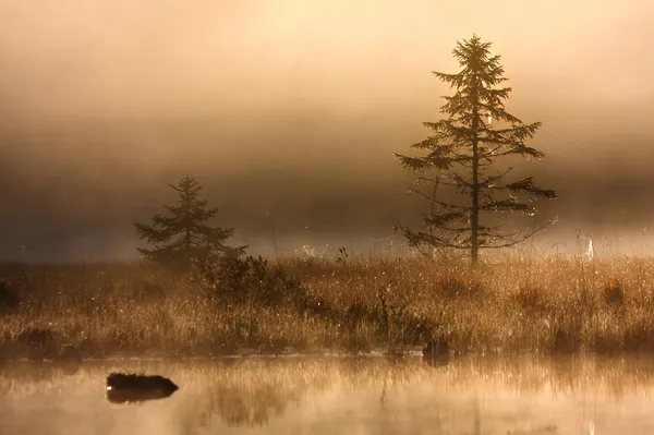 Fir tree in misty morning in scenic peat bog