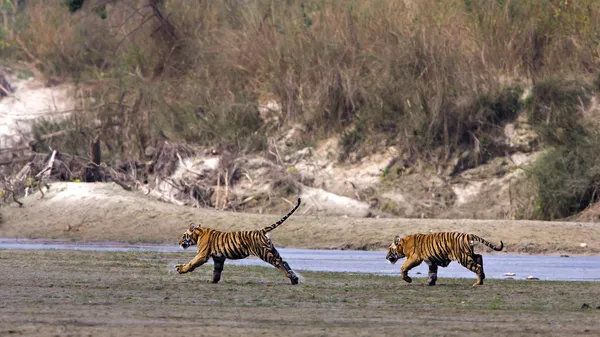 Two young Wild Tigers running in riverside in Nepal