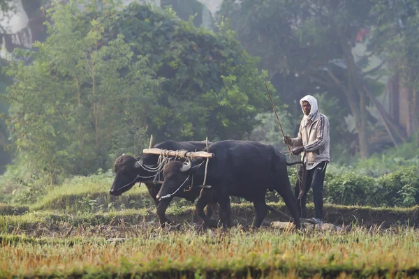 Tharu man ploughing with ox cart