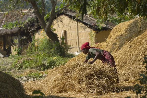 Taru women farming hay in Nepal