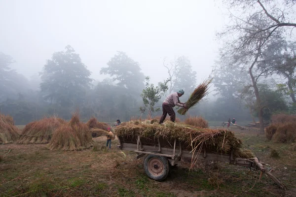 Taru farmers carrying hay in ox cart during winter in Bardia, Nepal