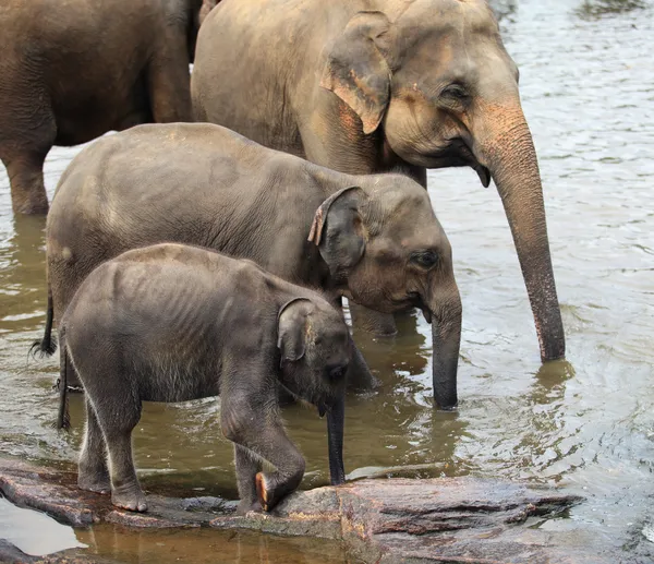 Three drinking asian elephants standing from smaller to bigger