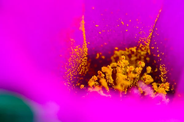 Pollen grains in a flower