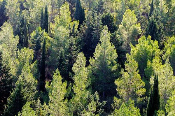 View of a pine forest