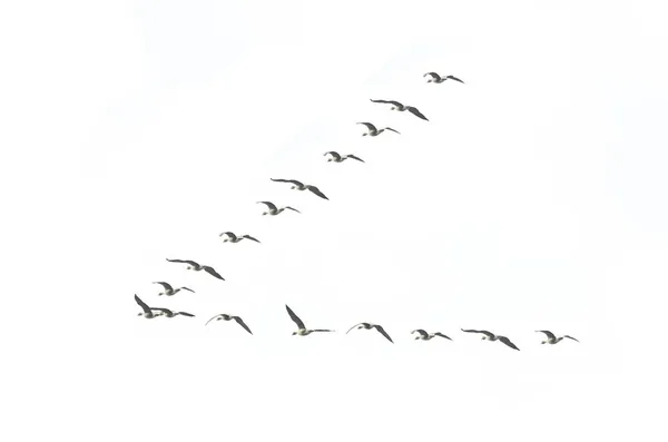 Migrating geese formation
