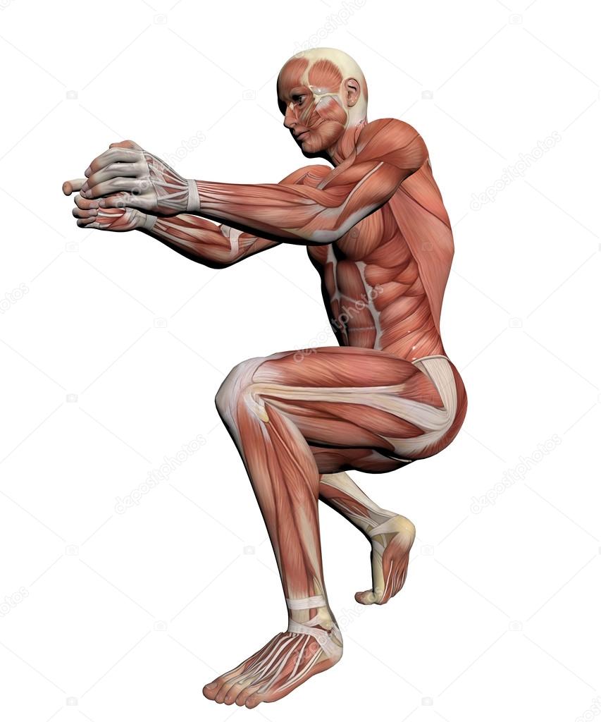 人体解剖学-男性肌肉图片