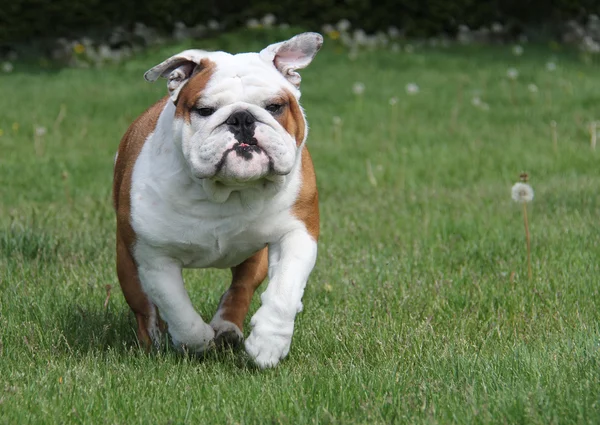 Bulldog running