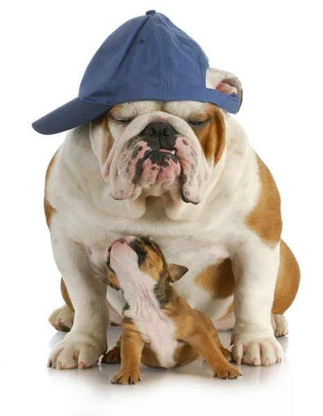 Father and son dogs — Stock Photo #13888372