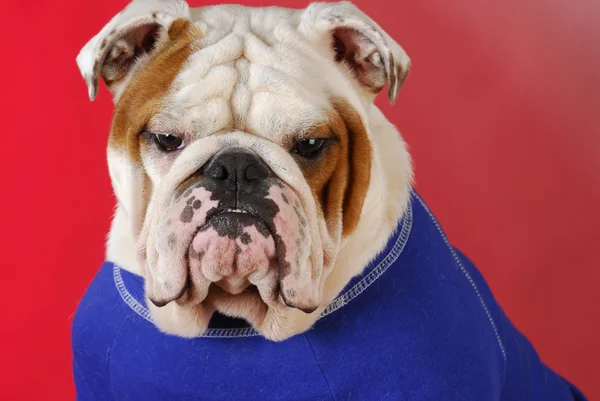 English bulldog wearing blue sweater