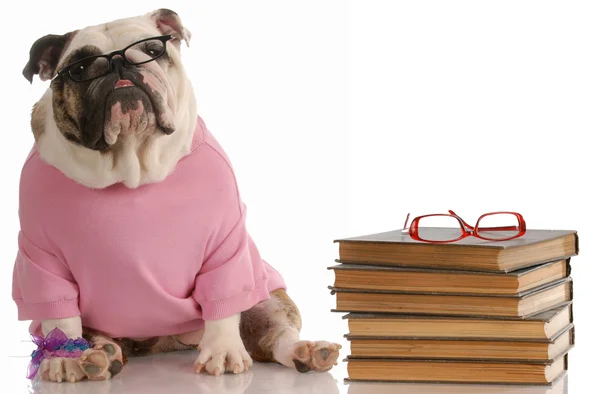 English bulldog sitting beside a stack of books — Stock Photo #24173623