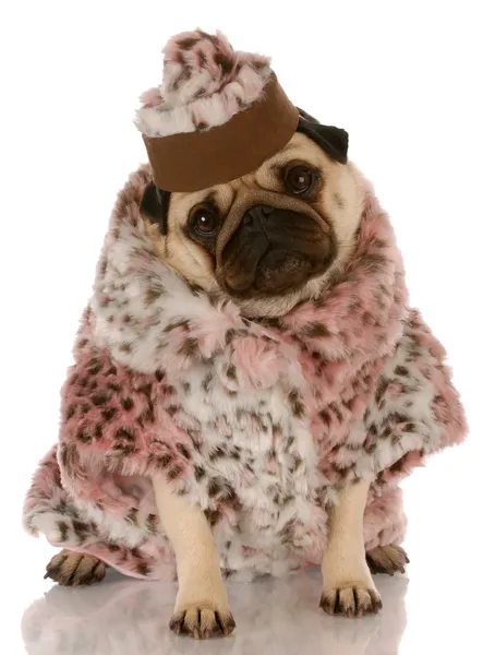 Pug wearing leopard print fur coat and hat