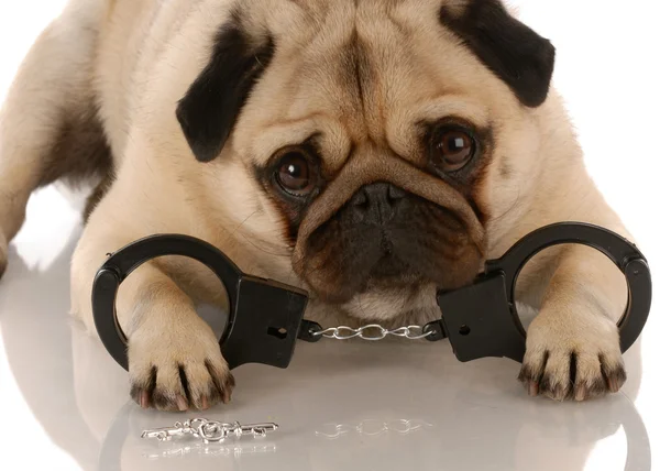 Pug laying down with handcuffs and keys