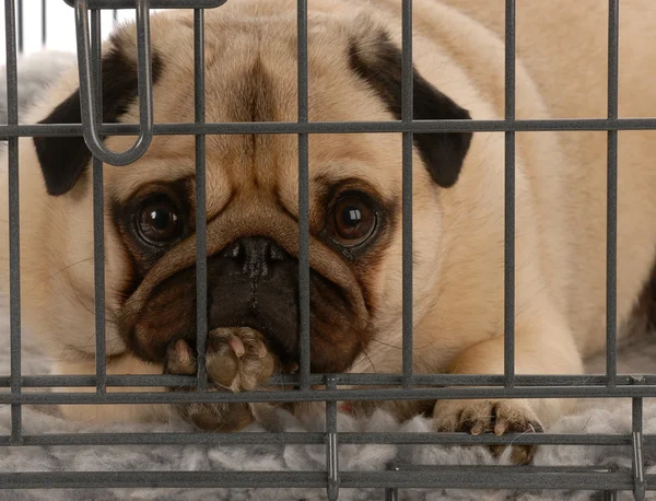 Pug in a wire dog crate looking out a viewer