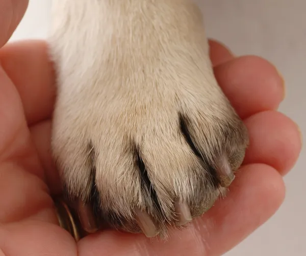 Persons hand holding dog paw