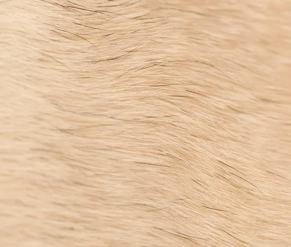 Close up of dog fur or hair background