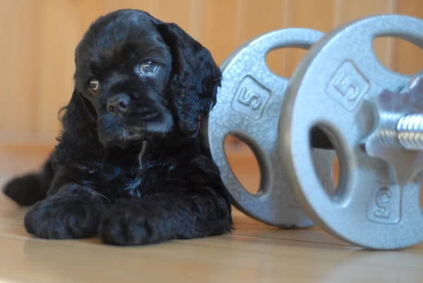 Cocker spaniel puppy with work out weights