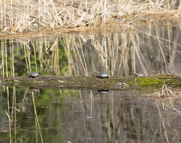 Turtles sunbathing