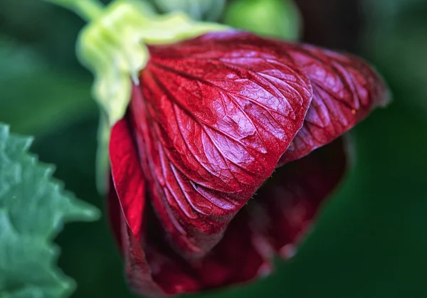 Dark Red Detailed Flower