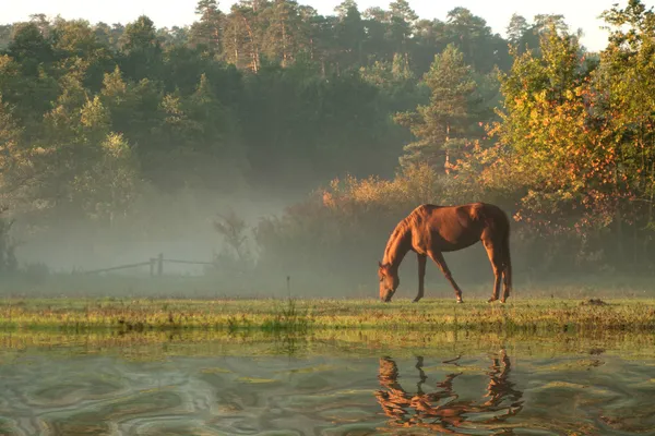 Horse on fog meadow in morning reflected in the water