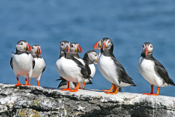 Flock of puffins stand on a rock, Iceland