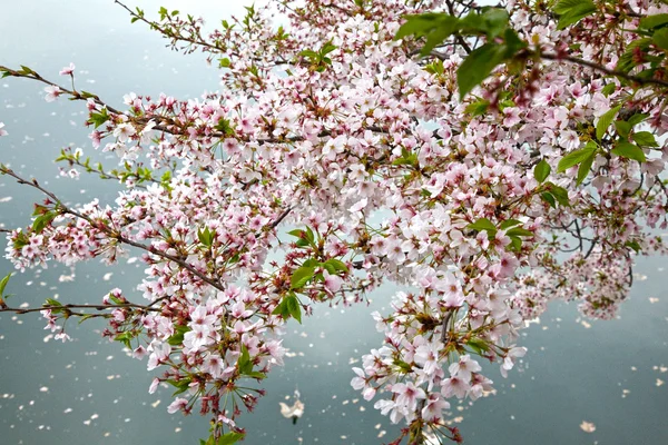 樱花在日本大阪城堡,大阪的理由 - 图库照片Lis