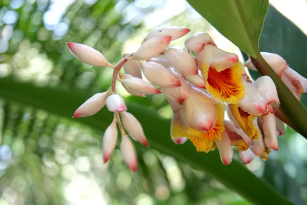 Alpinia zerumbet, commonly known as shell ginger