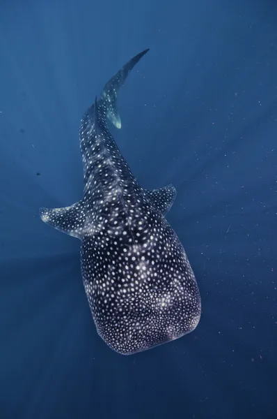 Whale shark in the blue waters