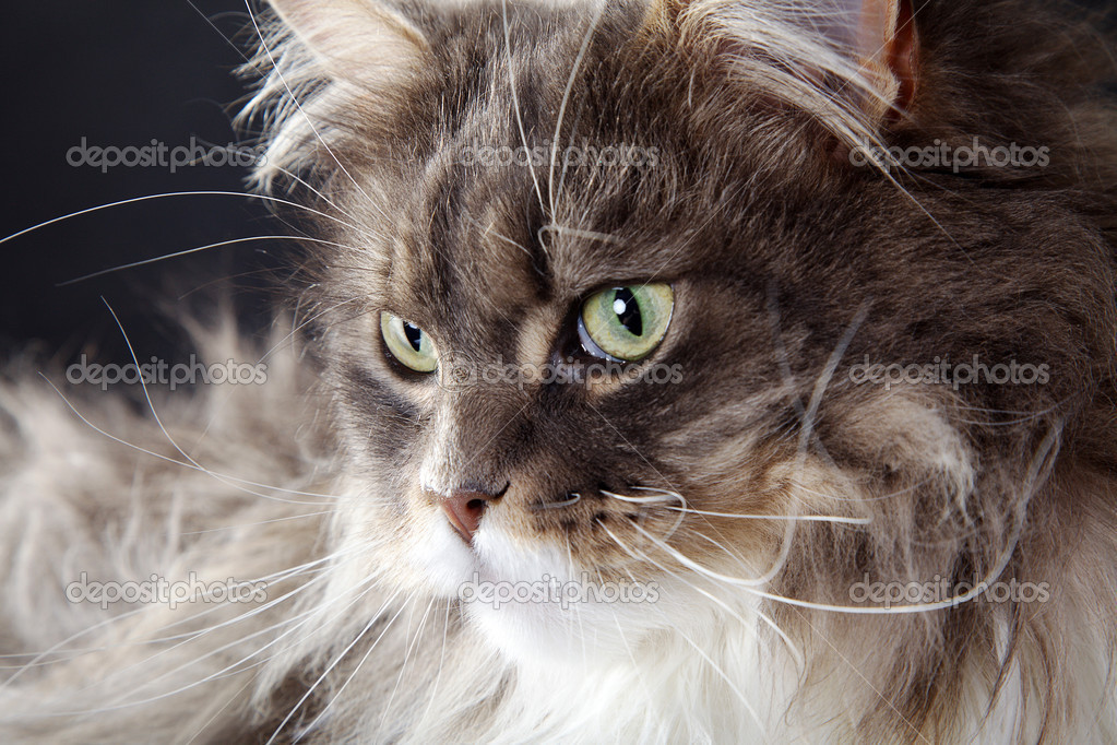Hairy cat on a dark background — Stock Photo © Nick_Freund 28513891