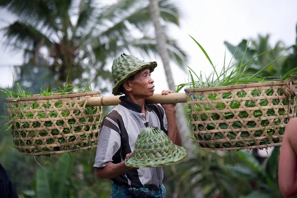 Rice farmer