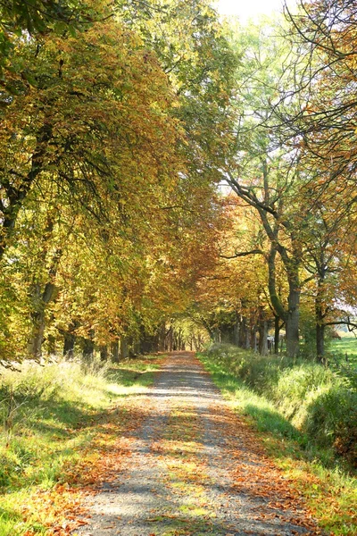 Autumn park road
