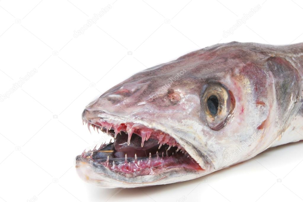Hake fish head — Stock Photo © griffin024 17491517