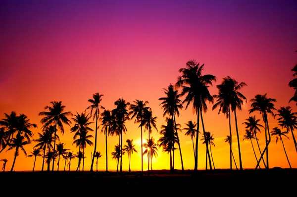 Silhouetted of coconut tree during sunset