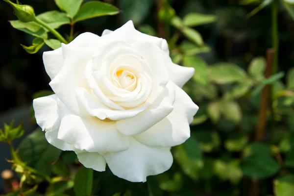 Beautiful white roses on tree