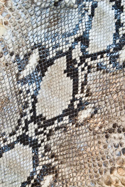 Boa snake skin pattern texture background