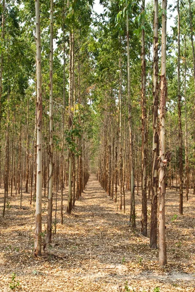 Eucalyptus forest in Thailand, plant for paper industry